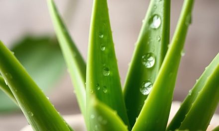 Aloes w pielęgnacji skóry: właściwości i skuteczne zastosowanie